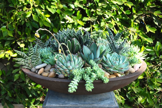 Succulent Planters by Mimi