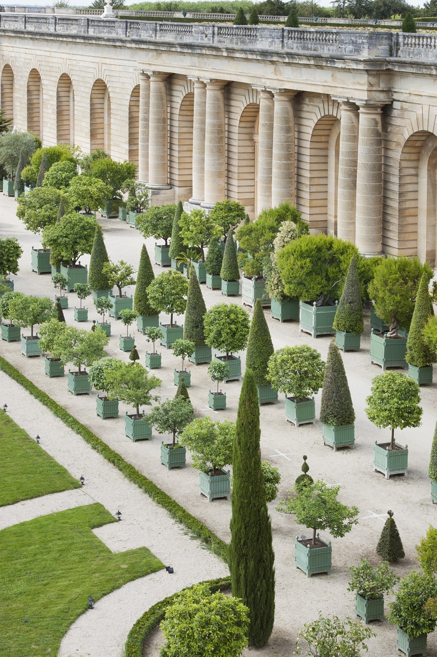 The History Of Versailles Citrus Planter Boxes Eye Of The Day Garden